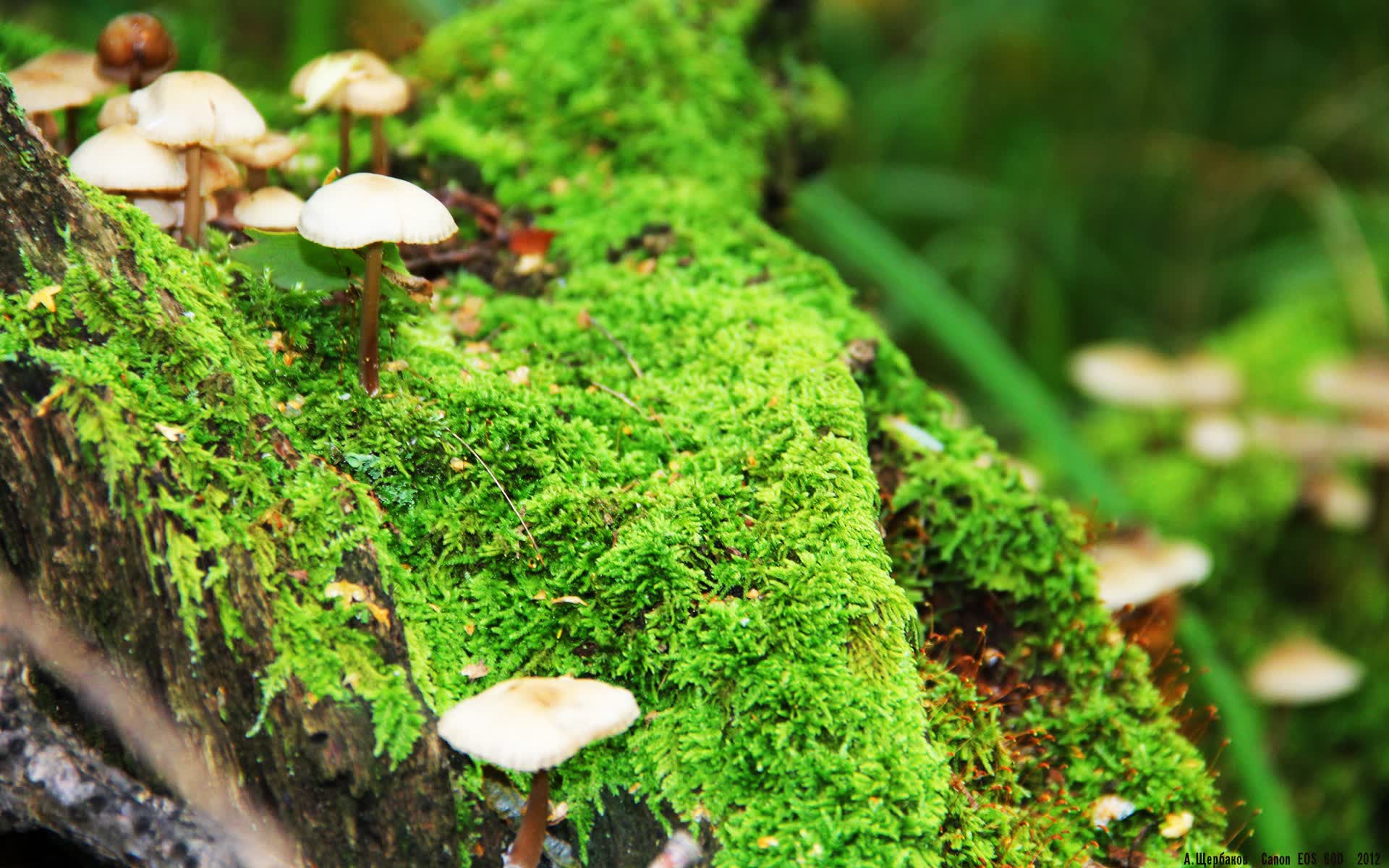 世界拳击锦标赛赛场观众文明观赛长效活动推进,拳击世界赛事